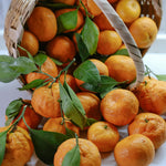 Live Satsuma Mandarin Tree Plant in 1 Gallon Pot, Sweet Tangerine Citrus Tree Suitable for Patio or Outdoor Garden Growing