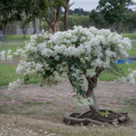 2 Bougainvillea Live Plants, Tropical Bougainvillea Flowering Vine, Fast Growing Outdoor and Container Plant, 4-8'' Tall (White Blooms)