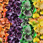 2-Pack Live Heuchera Coral Bells Plants, Mix Colorful Leaves, Vibrant Indoor Outdoor Planting