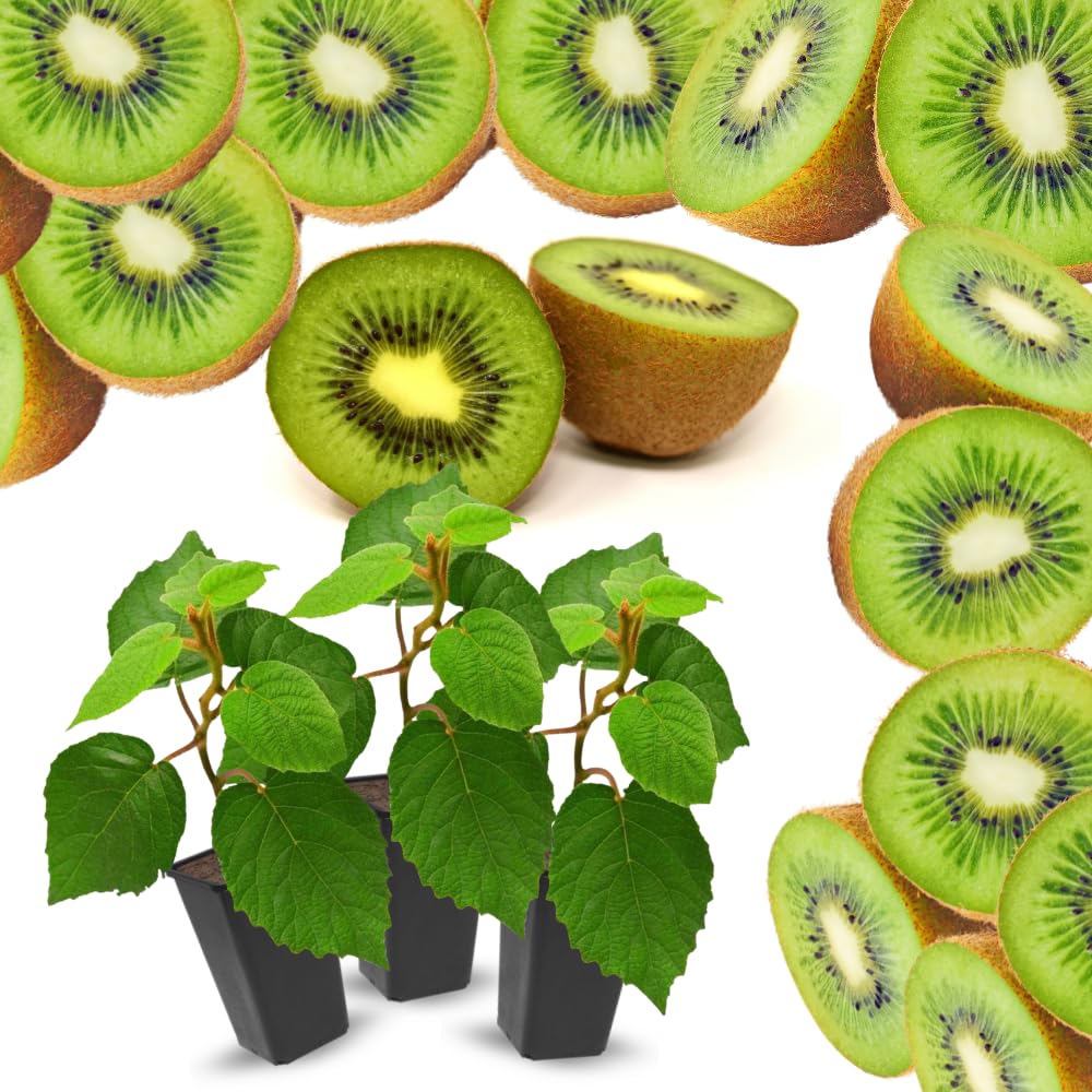 Set of 3 Hardy Kiwi Vine Plants Live, 4-6 Inch Tall, Cold Hardy Kiwi Tree Starter Plants for Outdoor Growing