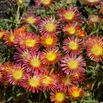Delosperma Ice Plant Live in 4'' Pot, Hardy, Low-Maintenance Flowering Succulent Groundcover for Outdoor Gardens and Containers (Red Ice Plant)