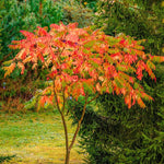 2 Rare Sumac Trees Live Plants Bare Roots, Dormant 1-2 Feet Tall, Hardy Shrub Fragrant Ground Cover for Landscaping