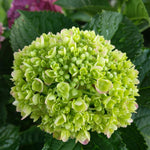 Set 2 Hydrangea Live Plants, Lime Green Hydrangea Bushes Shrubs Trees Live Plants in 4” Pot, Live Hydrangea Well Rooted for Planting