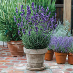 2 Phenomenal Lavender Plants 4–7" Tall, Fragrant Lavender Flowering Garden Plants for Patio, Containers and Backyard Landscaping