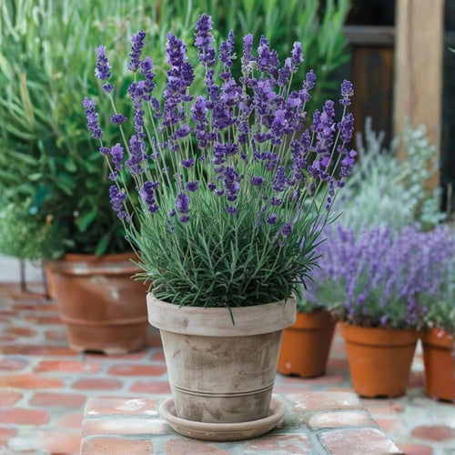 2 Phenomenal Lavender Plants 4–7" Tall, Fragrant Lavender Flowering Garden Plants for Patio, Containers and Backyard Landscaping