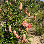 Pink Finger Lime Tree Live Plant, Rare Citrus Fruit Tree from 1–2 Feet Tall in 3 Gallon Pot, Ready for Indoor Outdoor Planting