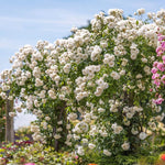 Climbing Roses Live Plants, Well Rooted 5-9" Tall, No Leaf, Ready to Plant Indoor Outdoor, Climber Rose Bush, Hybrid Tea Rose Like, Very Fragrant, Long Bloomer (White)