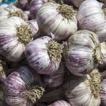 4 XL Size Purple Garlic Bulbs for Planting Outdoors, 0.5 Pound About 4-5 Bulbs Heirloom Garlic for Fall Planting