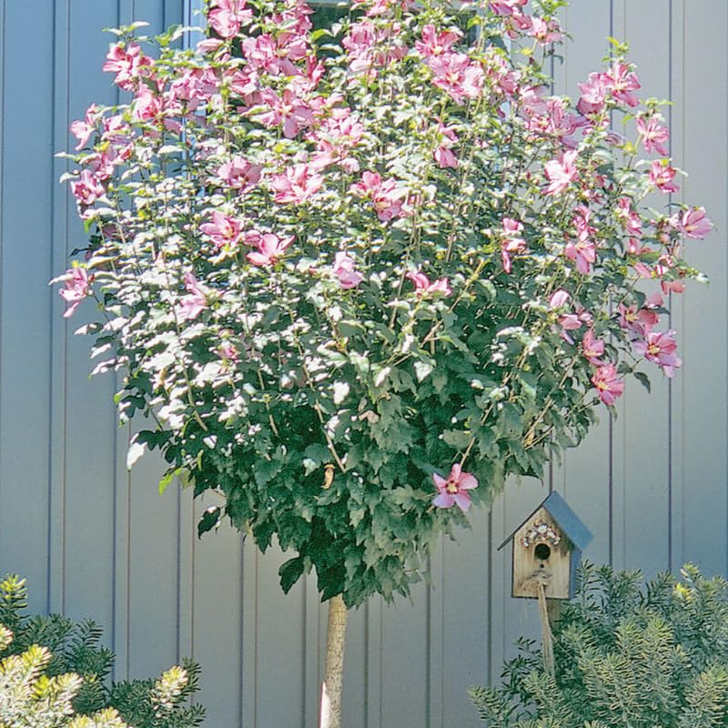 Althea Rose of Sharon Bush Live Plant 6 to 13 Inch, Hibiscus Plant Live, in Pot, Hibiscus Syriacus Flowers to Grow (Pink)
