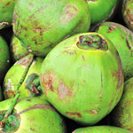 Green Coconut Tree Live, Sweet Edible Fruit for Outdoor Gardening, Live Sprouted Coconut from 6 to 8 Inch Tall, Ready for Planting in Zones 10-11