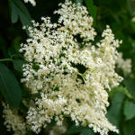 Black Elderberry Plant Live, Berry Shrub, 2-3 Ft Tall