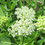 2 White Milkweed Plants Live, 5-8 Inch Tall, Butterfly Milkweed Asclepias Tuberosa Plant for Perennial Flower