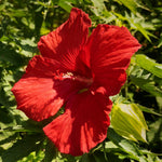 Hibiscus Tree Live Plants for Outdoor Planting, Vibrant Blooms, Size 5-9 Inc in Tall, Dormant in Winter, Spring Fast-Growing (Red)