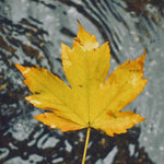 5 Sycamore Tree Plant Bare Roots, 1 to 2 Feet Tall, Sycamore Shade Bare Roots, Shrub Bush Garden