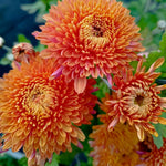 2 Orange Chrysanthemum Plants Live, Mums Plants Live, Chrysanthemum Flowers Perennials for Zone 6