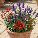 3 Mixed Salvia Sage Plants 4–7" Tall, Perennial Live Flowering Garden Plants for Outdoor Growing, Vibrant Salvia Plant Starter