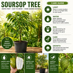Soursop Tree Live Plant 8-10 Inches, Hardy Sweet Annona Guanabana, Live Tropical Fruit Tree for Gardening