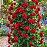 Roses Live Plant, Climbing Rose Plant Live from 5'' Tall, Bush Shrub Plants, Fragrant Flower Garden (Don Juan Red)