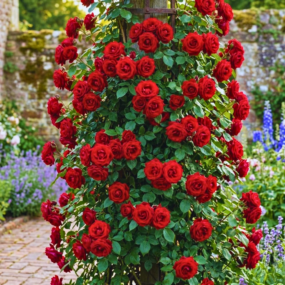 Roses Live Plant, Climbing Rose Plant Live from 5'' Tall, Bush Shrub Plants, Fragrant Flower Garden (Don Juan Red)
