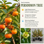5 Persimmon Live Plants Seedlings, Sweet Persimmon Bare Roots 12-18'' Tall, Cold Hardy Fruit Tree, Outdoor Garden