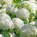 Japanese Snowball Viburnum Live Plant, 8-10" Tall Viburnum Shrub in Pot, Hardy Flowering Snowball Bush for Outdoor Garden