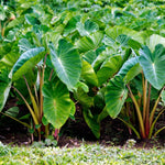 Vietnamese Taro Plant, 3-6" Tall, Taro Plant in Pot, Edible Tropical Plant for Garden Growing