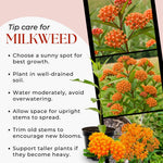Pack 2 Orange Milkweed Live Plants, Butterfly Milkweed Shrub, Asclepias Tuberosa Plants 4-8 Inches