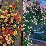 Pack 2 Mix Climbing Rose Live Plants Bushes Fragrant Well Rooted - No Leaf - Cut Back for Summer Planting (Stripes Rose and Red Orange)