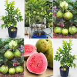 2 Live Pink Guava Trees Plants, 4-6" Seedling Tropical Fruit in Half Gallon Pot, Cold Hardy for Zones 9-11, No CA