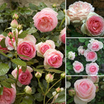 Pack 2 Mix Climbing Rose Live Plants Bushes Fragrant Well Rooted - No Leaf - Cut Back for Summer Planting (Assorted of Yellow, Pink, Red or White)