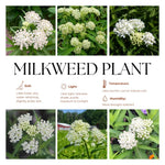 4 White Milkweed Plants Live 4-9 Inc Tall, Tropical Milkweed Plants Well Rooted, Outdoor Growing