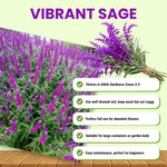 3 Light Purple Salvia Sage Plants 4–7" Tall, Perennial Live Flowering Garden Plants for Outdoor Growing, Vibrant Salvia Plant Starter