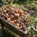 10 Walking Onion Bulbs for Planting, Cold Hardy Walking Onion Bulbs