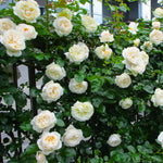 Starter Climbing Roses Live Plants, Rose Bushes Ready to Planting, No Pot, Cut Back, Well Rooted, 6-8 Months Old (White)