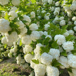 2 Japanese Snowball Viburnum Plants Live Bare Roots 1-2 Feet Tall, Dormant Hardy White Viburnum Bush for Outdoor Garden Planting