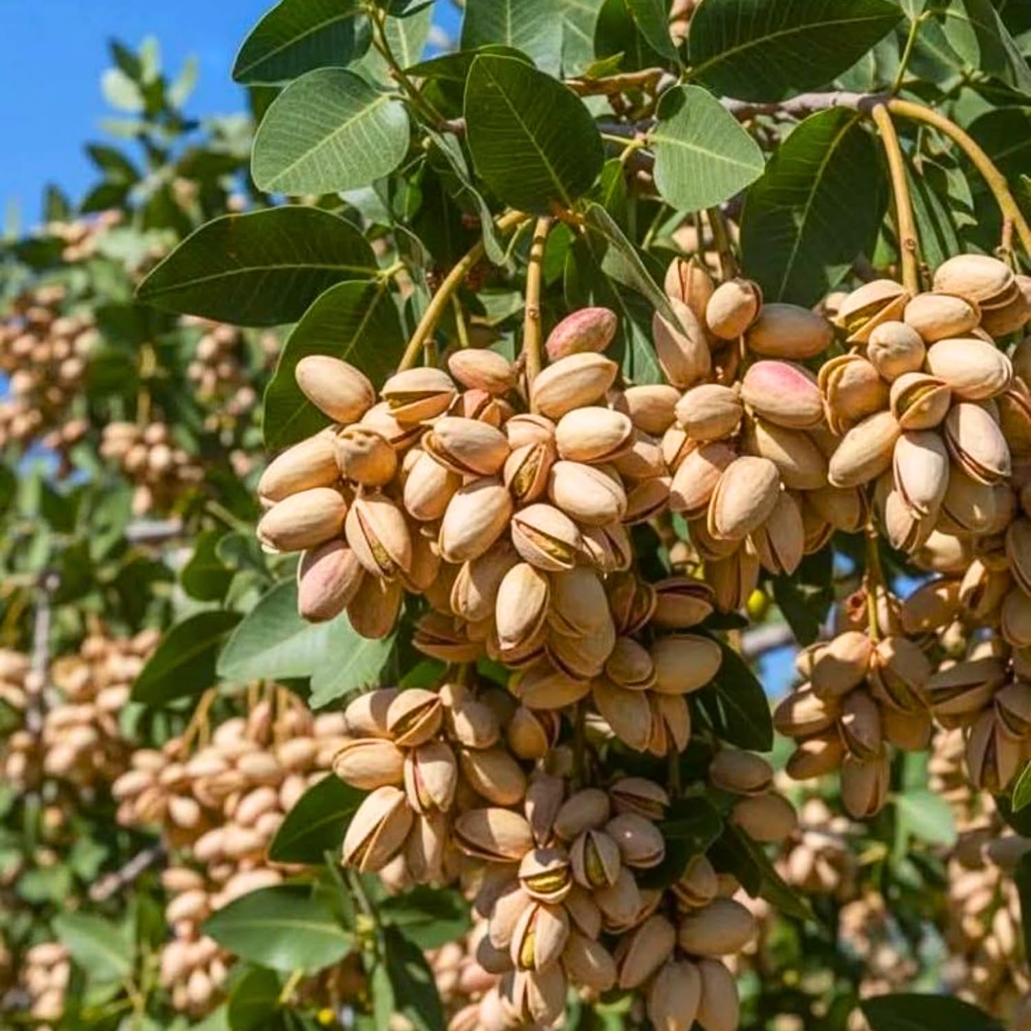 4 Pistache Tree Seedlings, 1–2 Ft Live Shade Trees, Hardy Landscape Trees for Outdoor Planting