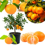 Live Tangerine Citrus Tree, 1-2 Ft Tall in 1 Gallon Pot, Fruit Bearing Tree for Indoor Outdoor Patio Garden and Home Growing