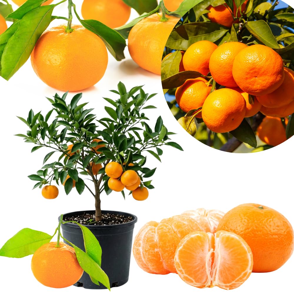 Live Tangerine Citrus Tree, 1-2 Ft Tall in 1 Gallon Pot, Fruit Bearing Tree for Indoor Outdoor Patio Garden and Home Growing
