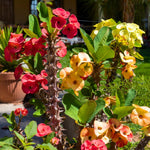Set 2 Asorted Euphorbia Milii Plants, Crown of Thorns Live Plant, 5-8 Inc Tall, Hardy Euphorbia Flowering Houseplants