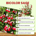3 Hot Lip Salvia Sage Plants 4–7" Tall, Perennial Live Flowering Garden Plants for Outdoor Growing, Vibrant Salvia Plant Starter