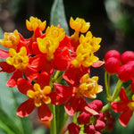 2 Tropical Milkweed Plants Live, Red Orange Color, Starter Size, 5-9" in Tall, Outdoor Planting, Spring Blooms, Cold Hardy, Perennial