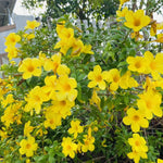 2 Yellow Mandevilla Plants Live, 4-6'' Tall, Mandevilla Flower Plants, Vibrant Flowers Plant for Outdoor Growing