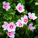 2 Althea Rose of Sharon Hibiscus Shrubs Live Seedlings, Bareroots 1 to 2 Feet Tall, Hardy Perennial Flowering Bushes for Garden (Pink)
