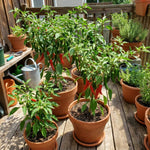 Set 2 Pepper Plants Live for Planting, Pepper Plant, 4-6 Inc Tall, Live Vegetable Plants for Indoor Outdoor Growing (Hot Green Peppers)