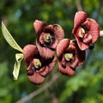 4 Cold Hardy Pawpaw Tree Live Plant Bare Roots, Paw Paw Fruit Well Rooted Dormant, No Leaves, 6 to 9 Inc Tall