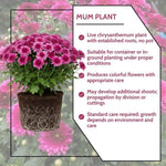 Chrysanthemum Plants Live 4 to 7 Inch Tall, Mums Live Plants, Vibrant Perennial Mum Plant for Planting in Garden (Purple)