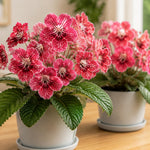 Strawberry Ice Streptocarpus Lady Slipper Plants in 3.25 Inch Pot, Live Flowering Houseplant for Patio, Containers and Indoor Gardening