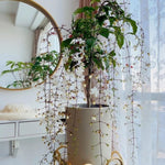 Live Clerodendrum Wallichii Plant, White Flowering Clerodendrum Smithianum for Indoor or Outdoor Growing, Chain of Glory Vine, 5-9 Inch Tall