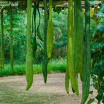Luffa Plant Live, Live 2 Loofah Sponge Starter Plant from 4 to 6 Inches Tall, Climbing Vegetable for Outdoor Planting