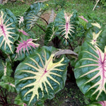 Pink Green Colocasia Elephant Ear Plants Live 4–7 Inches Tall, Taro Alocasia Tropical Foliage Plants for Outdoor Garden Home Decor